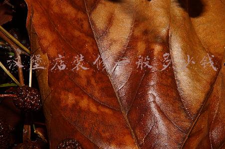 开个汉堡店需要多少钱,全程扶持开店!_开个汉堡店需要多少钱