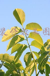 房屋装修效果图软件