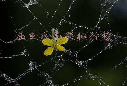 屈臣氏面膜排行榜