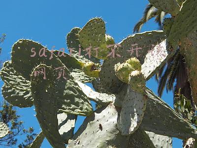 为何在safari打不开网页(为什么打不开safari浏览器)