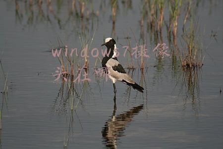 windows7摄像头在哪里看(Windows 11 Build 22478预览版发布：引入全新Emoji)