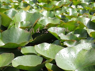 amd芯片组驱动要不要装(AMD芯片组驱动有漏洞，官方建议尽快安装安全更新)