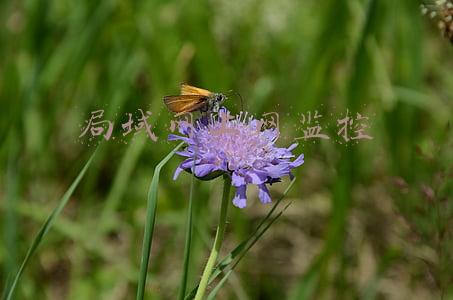 局域网上网监控软件(内网轻松远程控制，向日葵控控A2为何这么神奇？)