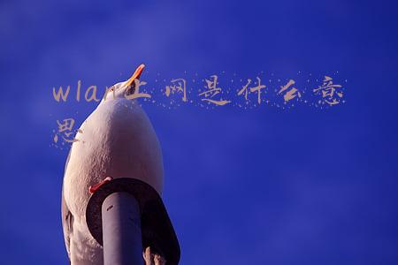 wlan上网是什么意思
