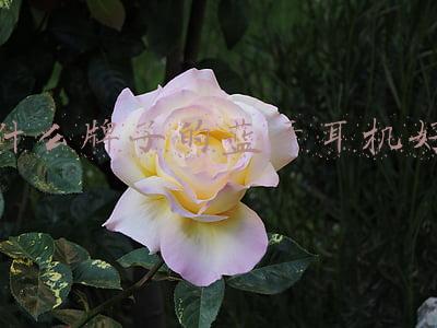 什么牌子的蓝牙耳机好