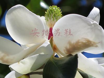 安踏男鞋
