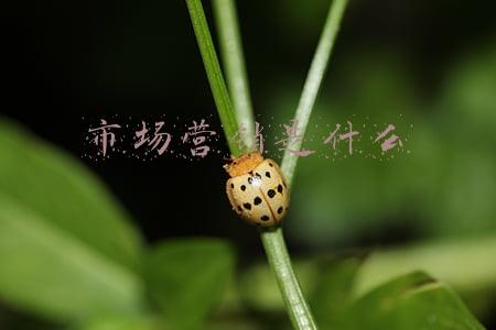市场营销是什么