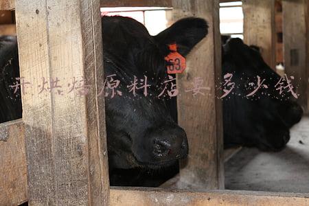 蛋糕店烘焙原料有哪些,蛋糕店的材料有哪些
