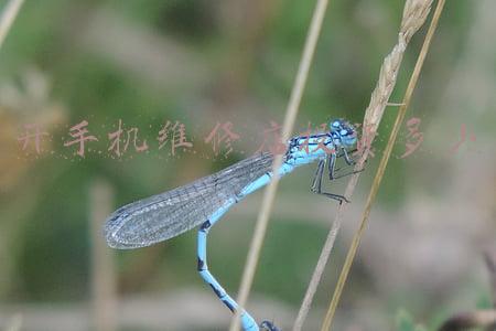 顺义手机维修店 顺义修手机的地方