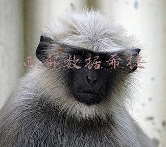 西部数据希捷