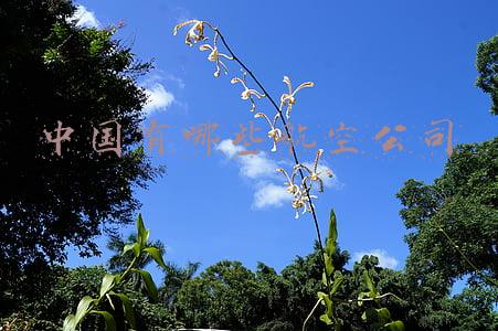 中国有哪些航空公司
