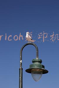 ricoh复印机
