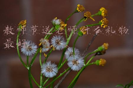 教师节送老师什么礼物(这一年我要用这些礼物去感动班主任)