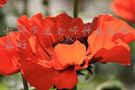 教师节送老师什么礼物最好手工教程(教师节送给老师什么手工礼物好？2020适合送老师的5个简单手工小礼物盘点)