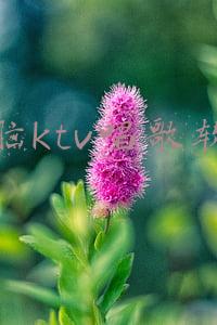 电脑ktv唱歌软件