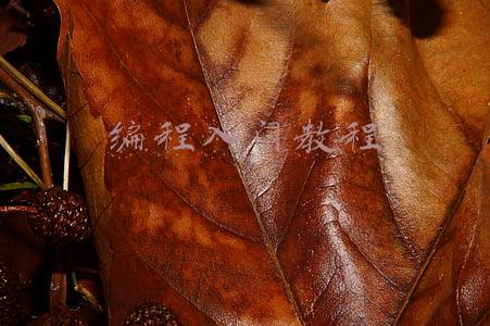 少儿编程入门教程(少儿怎样开始学编程上手快)
