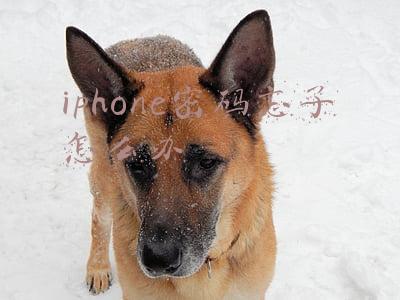 iphone密码忘了怎么办