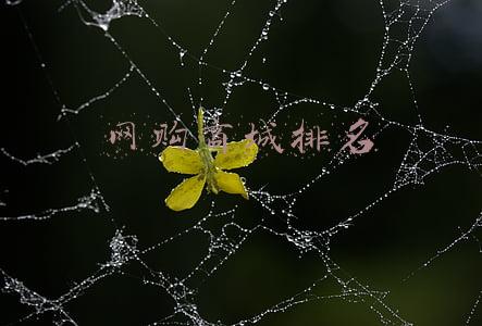 网上购物网站排行(2021 年全球最受欢迎在线购物网站 TOP10：淘宝第二，京东第五)