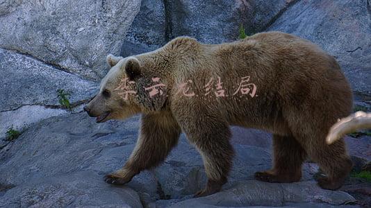 李云龙结局为什么这么悲惨(你知道小说里的李云龙的结局是怎样的吗？)