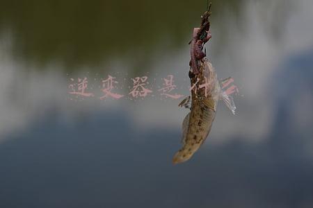 逆变器是什么