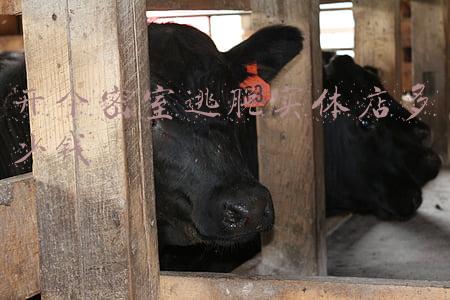 密室逃脱现实版赚钱么：开个密室逃脱赚钱吗