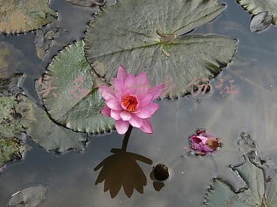 实名注册身份证