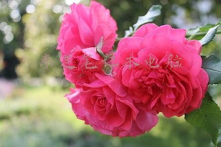 东芝笔记本电脑
