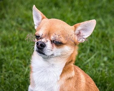 微信新版本