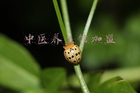 中医养生馆加盟