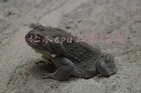 笔记本cpu正常温度多少(使用笔记本电脑玩游戏，CPU温度达到90℃，正常吗？)