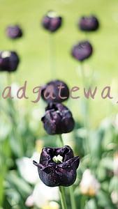 badgateway
