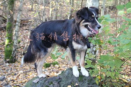 天猫销售排行榜