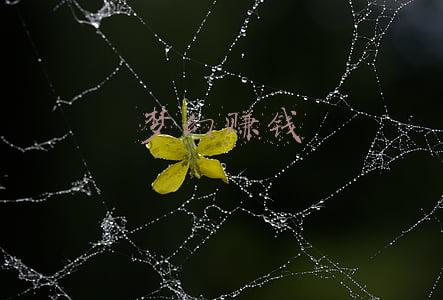 梦幻赚钱