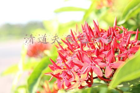 清道夫鱼吃什么