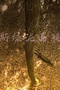贝佳斯绿泥面膜价格