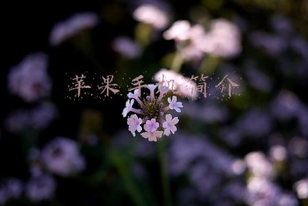苹果手机简介PPT分析(苹果13的发布会PPT，终于不是翻新的了！库克最看重的细节感有了)