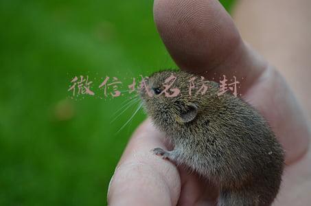 微信域名防封
