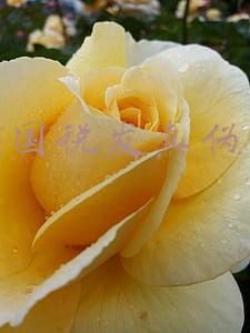 北京增值税发票查询真伪查询(财务人：别被假发票骗了，最全增值税发票的真伪查询来啦)