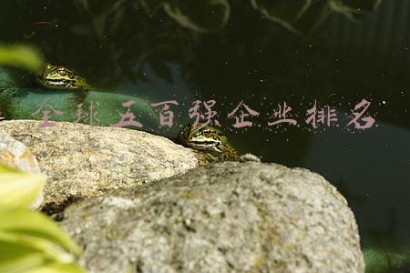 全球五百强企业排名
