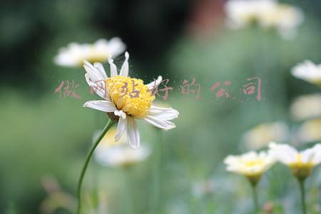 哪家公司网站做得好(熬夜整理了一份北京牛逼互联网公司清单，找工作千万别踩雷了)
