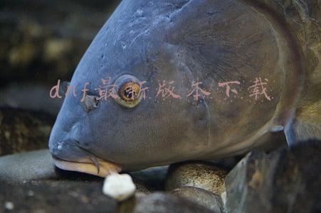 dnf最新版本下载