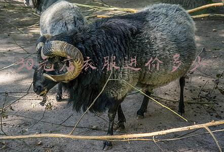 20元衣服店从哪进货《想在自己乡镇上开个20到29元服装或鞋子店,请问在哪里可以进货?》