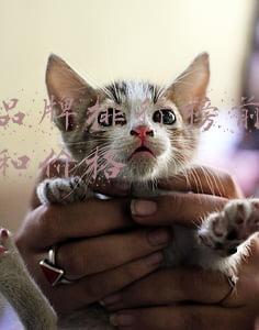 手表品牌排行榜前十名大牌和价格