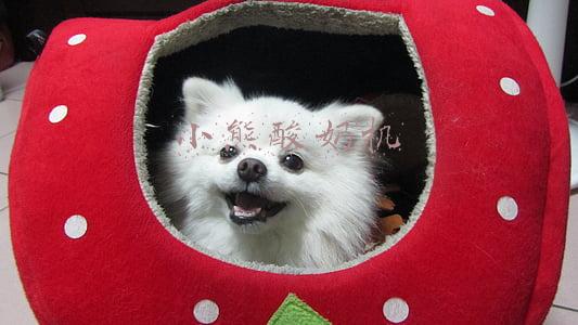小熊酸奶机