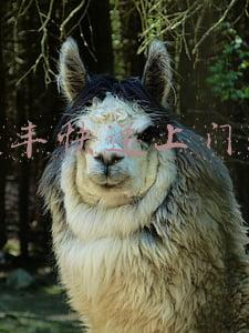 叫顺丰快递上门取件