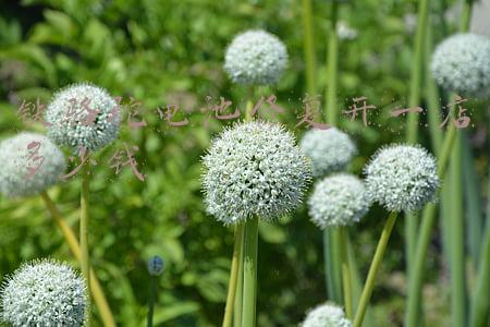 铁骆驼电瓶修复技术好不好 修复后能用多久-铁骆驼电池怎么样