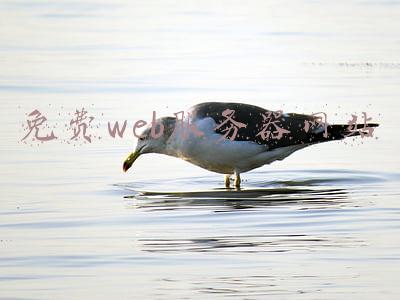 免费web服务器网站