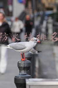 防火墙排名