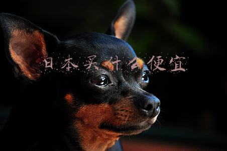 日本买什么便宜