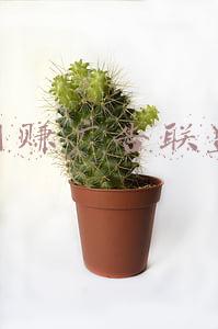 网赚广告联盟